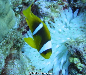 Clown fish by Helen Hansen 